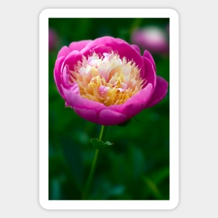 Pink Peony Sticker